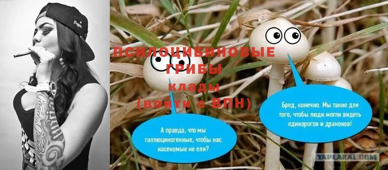 Псилоцибиновые грибы Psilocybine cubensis  kraken   Шагонар  магазин  наркотиков 